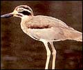 Bird - Wildlife in India