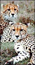Tiger - Wildlife in India