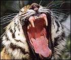 Tiger - Indian Wildlife