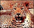 Tiger - Wildlife in India