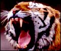 Tiger - Wildlife in India